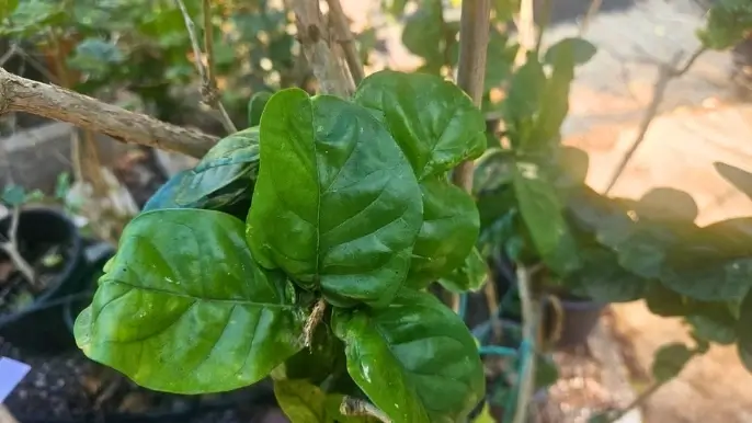 Jasminum sambac יסמין ערבי Jasminum sambac יסמין ערבי